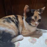 Photo de chat perdu à La Roche Maurice