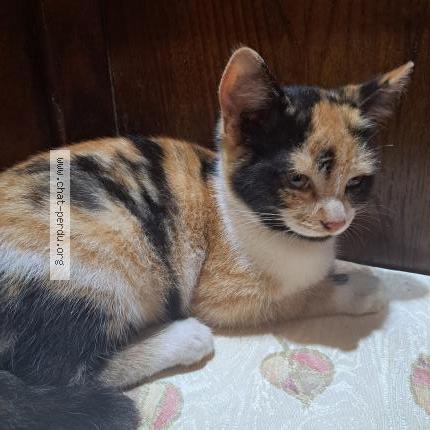 Photo 1/1 Mangue la Fripouille Chat perdu à La roche maurice