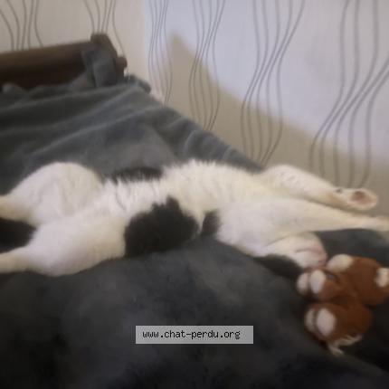 Photo 1/1 Chat trouvé Trouvé à La ferte mace