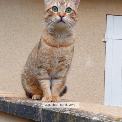 Photo 1/1 Chat trouvé Trouvé à Chabris