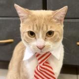 Photo de chat perdu à Casteljaloux