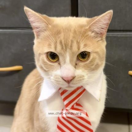 Photo 1/1 Haru Chat perdu à Casteljaloux