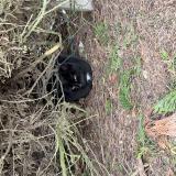 Photo de chat trouvé à Lagord