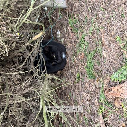 Photo 1/1 Chat trouvé Trouvé à Lagord