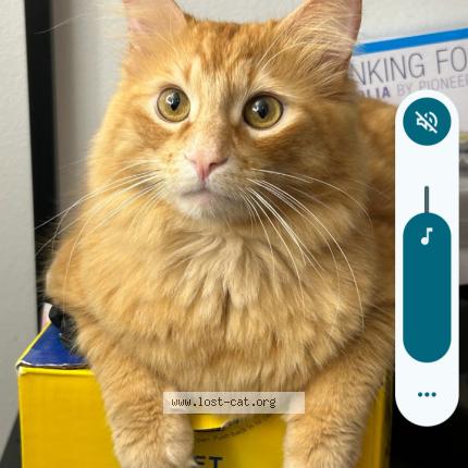 Photo 1/1 Samson Chat perdu à San diego