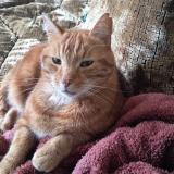 Photo de chat trouvé à Rambouillet