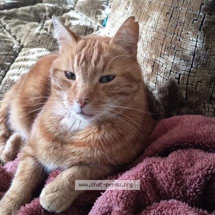Photo 1/1 Chat trouvé Trouvé à Rambouillet