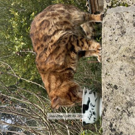 Photo 1/1 Chat trouvé Trouvé à Guitres