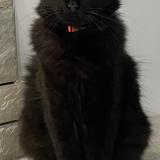 Photo de chat perdu à Saint Loup Sur Semouse