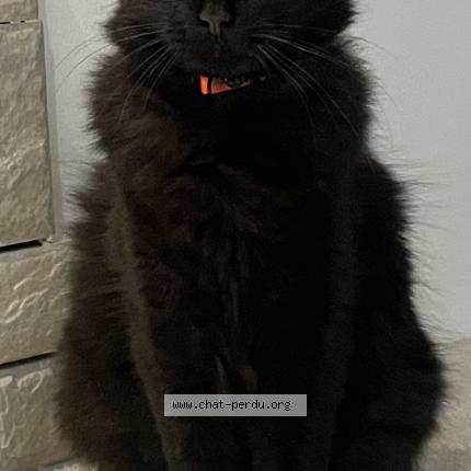 Photo 1/1 Luffy Chat perdu à Saint loup sur semouse