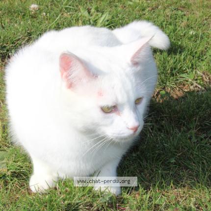 Photo 1/1 Chat retrouvé Perdu à Blainville sur orne