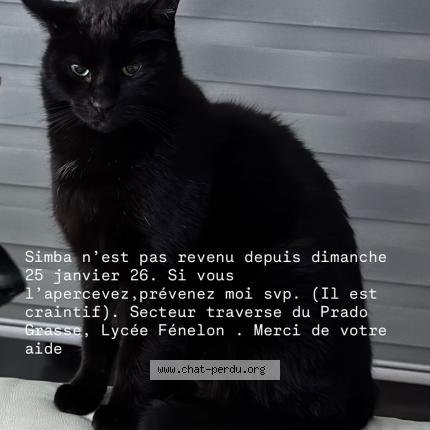 Photo 1/1 Chat retrouvé Perdu à Grasse