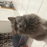 Photo de chat trouvé à Lille