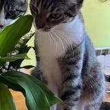 Photo de chat perdu à Nogent Le Phaye