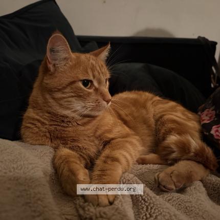 Photo 1/1 Shanks Chat perdu à Frontignan