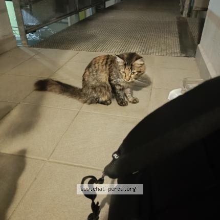 Photo 1/4 Chat trouvé Trouvé à Point a pitre