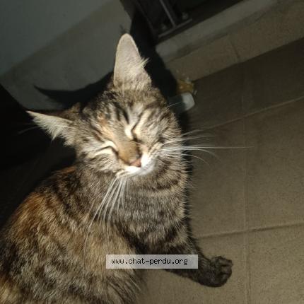 Photo 2/4 Chat trouvé Trouvé à Point a pitre