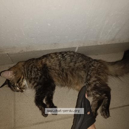 Photo 3/4 Chat trouvé Trouvé à Point a pitre