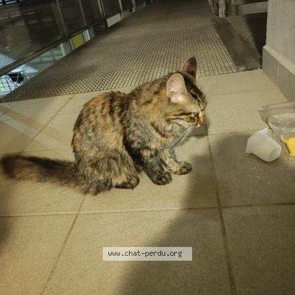 Photo 4/4 Chat trouvé Trouvé à Point a pitre