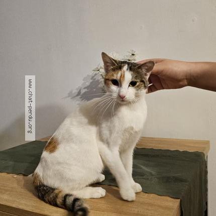 Photo 1/2 Chat retrouvé Trouvé à Villefranche sur saone