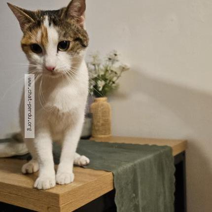 Photo 2/2 Chat retrouvé Trouvé à Villefranche sur saone