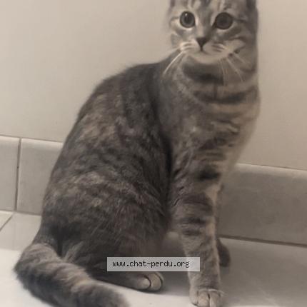 Photo 1/1 Chat retrouvé Perdu à Tremblay en france