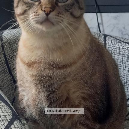 Photo 1/1 caramel Chat perdu à Saint barthelemy