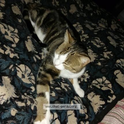 Photo 1/1 Moon Chat perdu à Chateauponsac