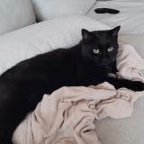 Photo de chat perdu à Fully