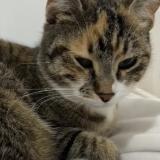 Photo de chat perdu à Hyeres