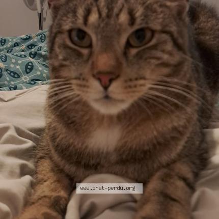 Photo 1/1 Chat retrouvé Perdu à Royaumeix