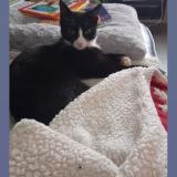 Photo de chat perdu à Plouhinec