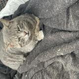 Photo de chat trouvé à Le Coudray