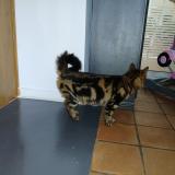 Photo de chat trouvé à Le Grand Luce