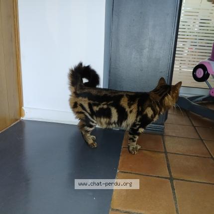 Photo 1/1 Chat trouvé Trouvé à Le grand luce