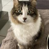 Photo de chat perdu à Caluire