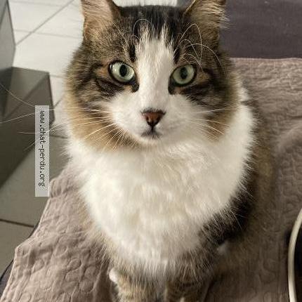 Photo 1/1 Chat retrouvé Perdu à Caluire