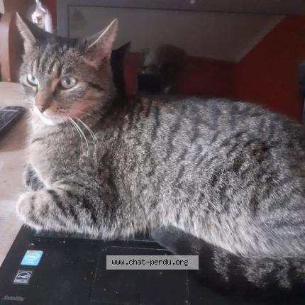 Photo 1/1 SCHADOW Chat perdu à Esneux