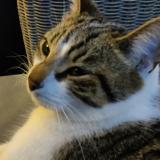 Photo de chat perdu à Faches Thumesnil