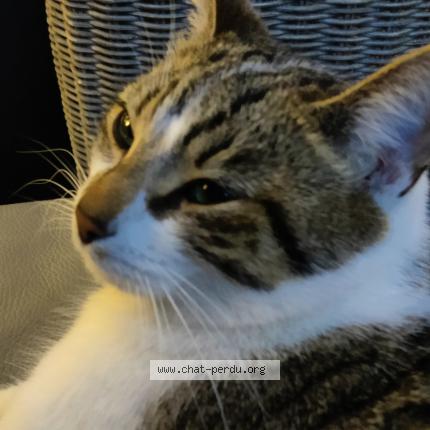 Photo 1/1 Malo Chat perdu à Faches thumesnil