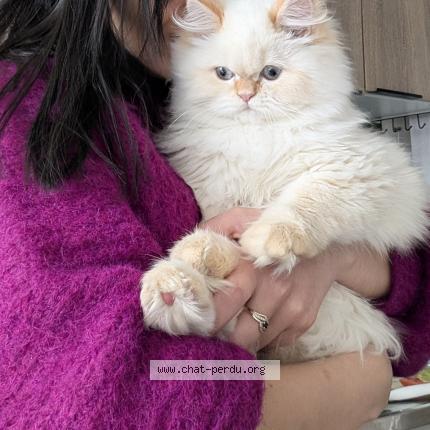 Photo 1/1 Chat retrouvé Perdu à Evry courcouronnes