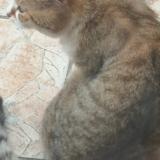 Photo de chat perdu à Vitry Sur Seine