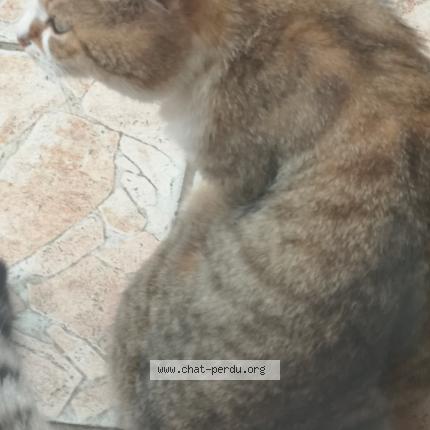 Photo 1/1 Mario Chat perdu à Vitry sur seine