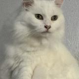 Photo de chat perdu à Canet En Roussillon