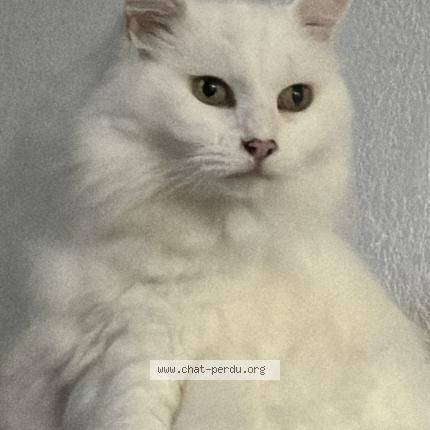 Photo 1/1 Minette Chat perdu à Canet en roussillon