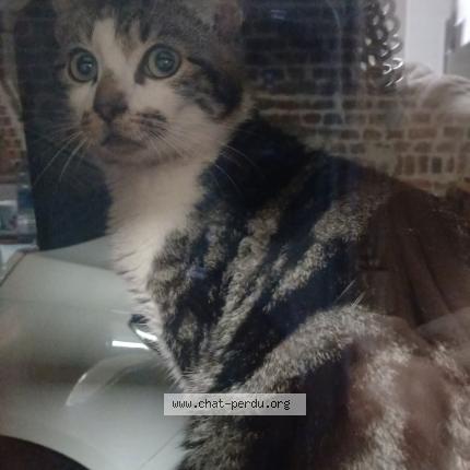 Photo 1/1 cartouche Chat perdu à Montigny en gohelle