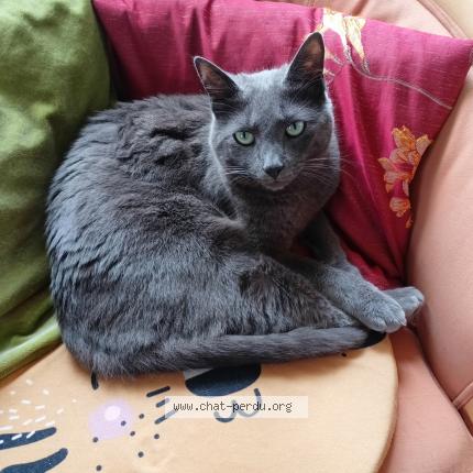 Photo 1/1 Chat retrouvé Perdu à Soucelles