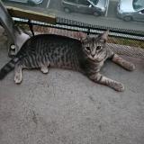 Photo de chat trouvé à Bruyeres Sur Oise