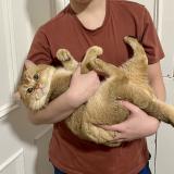 Photo de chat perdu à Leeds