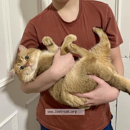 Photo 1/1 Leo Chat perdu à Leeds